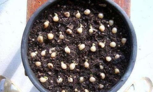 王大爷养君子兰,只用这"1招",3年养出300盆,厉害了!