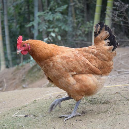 散养土鸡正宗农家山林放养老母鸡走地鸡大公鸡笨草鸡固始鸡月子鸡