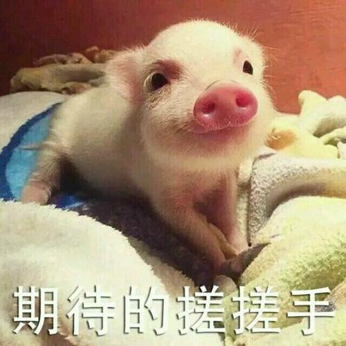 苍蝇搓手是什么意思?苍蝇搓手是什么梗?