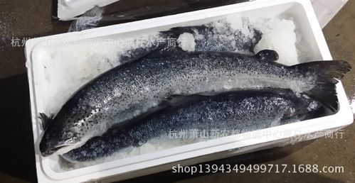 供应正宗挪威冰鲜三文鱼 每天到货