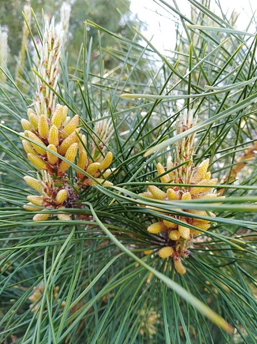 我是第一次看到松树开花模样2019.4.15