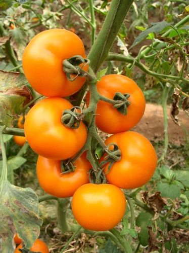 供应黄色番茄巴金—番茄种子