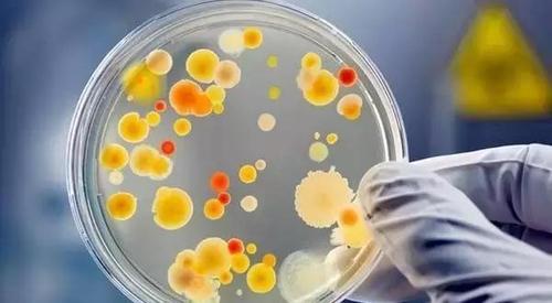 5批次食品被检不合格:蛋黄板栗酥,玉米片,奶油巧克力夹心饼干
