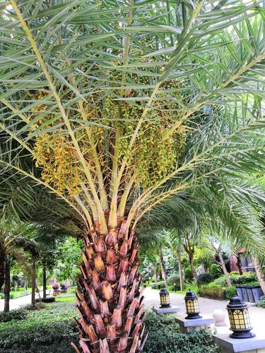 林刺葵(别名:银海枣)