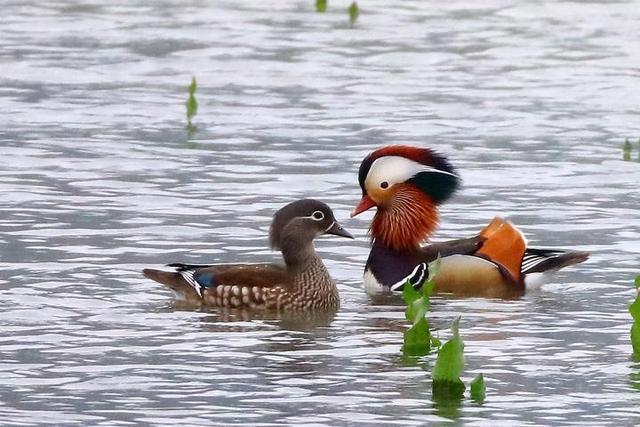 中华秋沙鸭首次现身衢州市铜山源水库