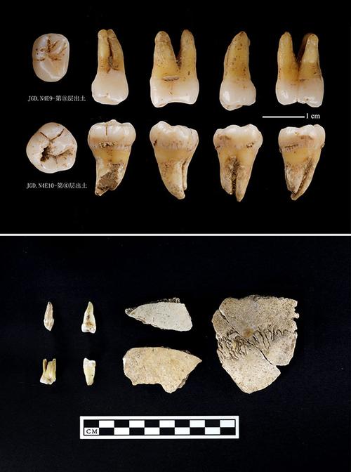 陕西南郑疥疙洞旧石器时代洞穴遗址出土的人类牙齿和头骨残块(拼板