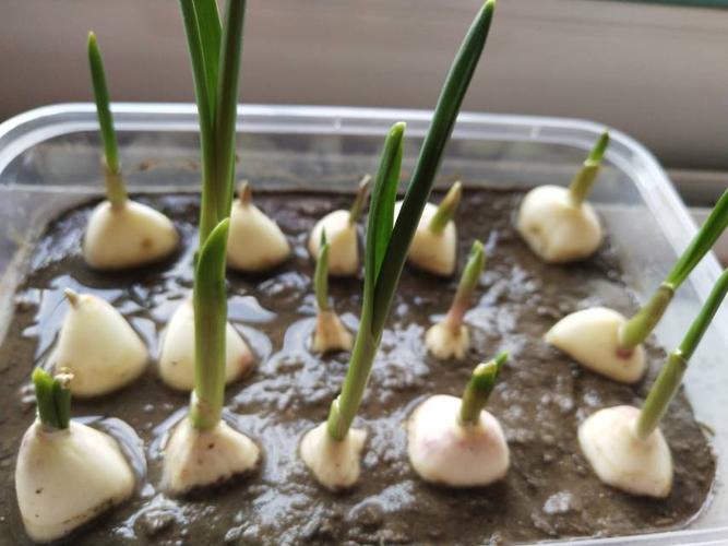 3.12植树节种植蒜苗成长记录图《五十班》刘昱呈