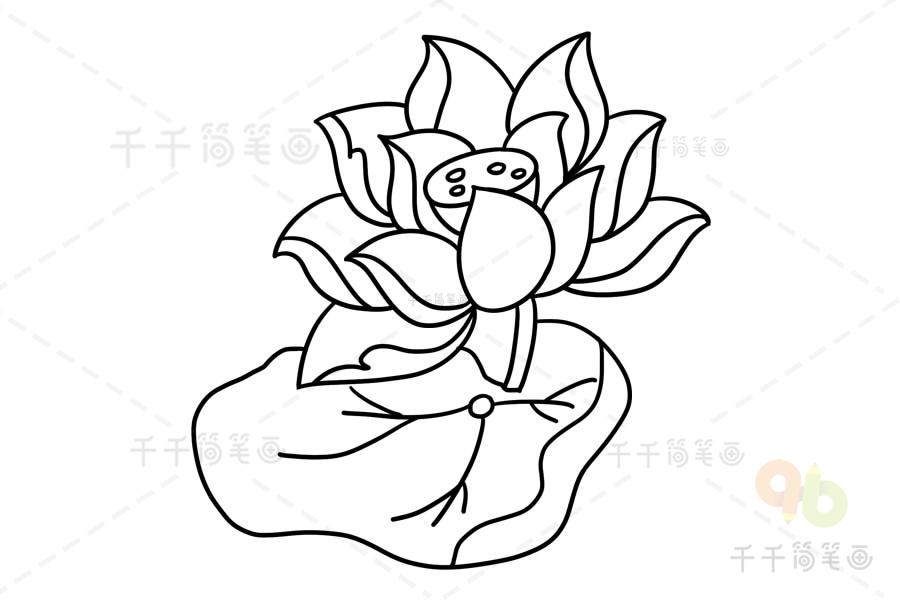 美丽的荷花怎么画_荷花简笔画