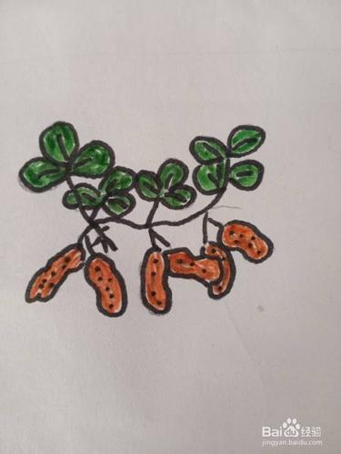 花生简笔画?