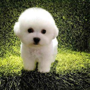 比熊犬幼犬活体比熊狗狗法国卷毛比熊犬比熊活体比熊犬活体小型犬