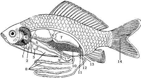 解答题下图为鲫鱼的内部结构示意图,据图回答:(1)与[2]相通的血管是