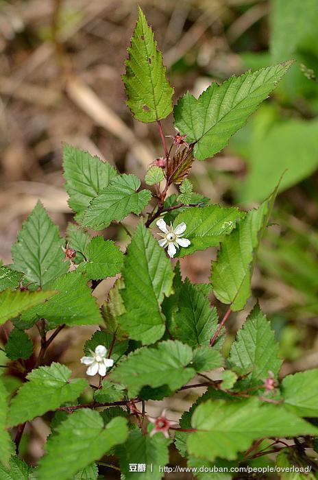 三花悬钩子 rubus trianthus,蔷薇科 悬钩子属(悬钩子属 里的一大堆