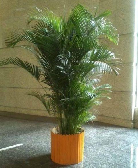 养散尾葵得讲究养护时可别做3件事情会容易出现问题