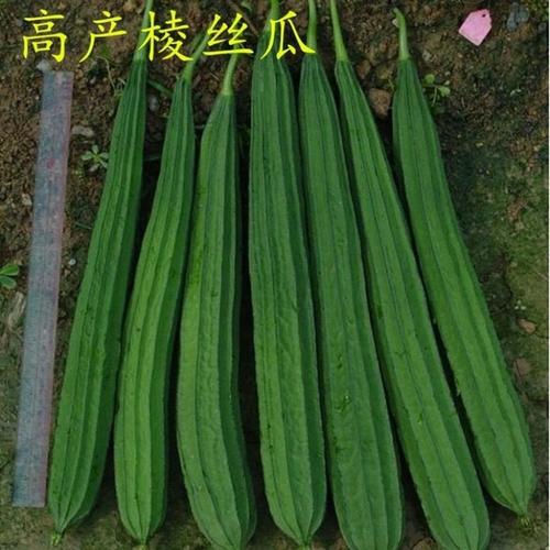 八角瓜的功效与作用八角丝瓜图片