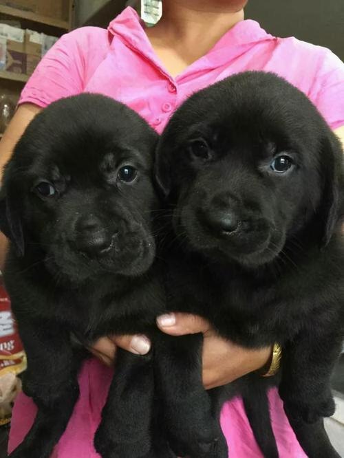 黑色拉布拉多为何少人养?终究还是逃不过这几个原因