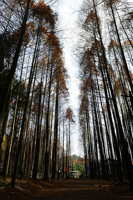 重庆南川山王坪彩林