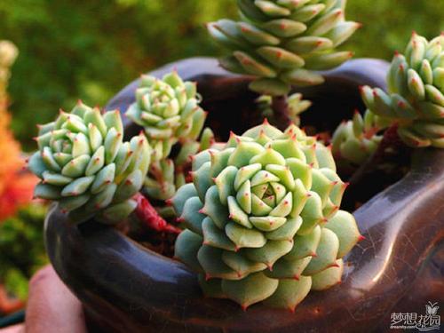 秋季小巧可人的多肉植物静夜