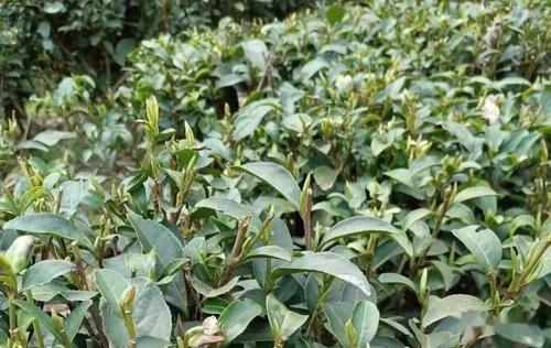 2021年春茶陆续开采!关于春茶,你知多少?