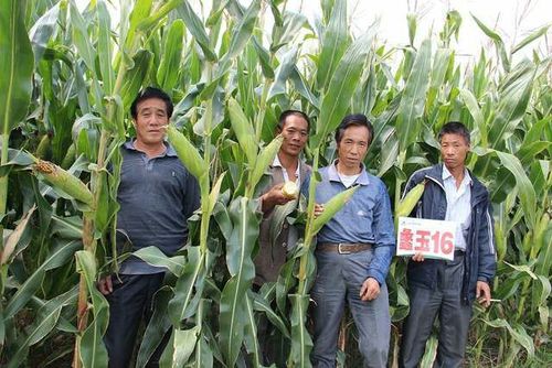 2017中州种衣剂杯首届黄淮海农资农机英雄榜·玉米品种擂台赛晋级半