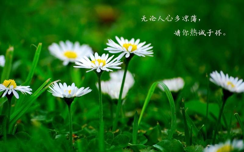 人心凉薄,冷暖自知说说配图图片