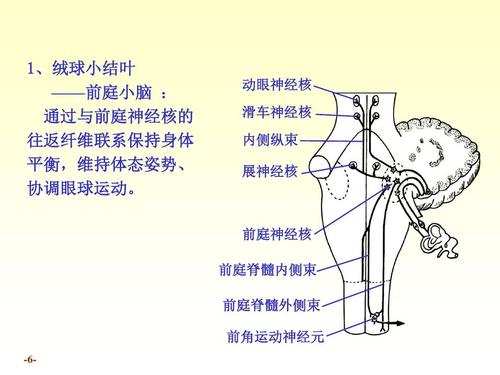 教育 医学 《系统解剖学》小脑间脑ppt  1,绒球小结叶 ——前庭小脑
