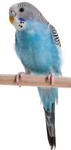 这两只鹦鹉都是什么品种?会说话吗?