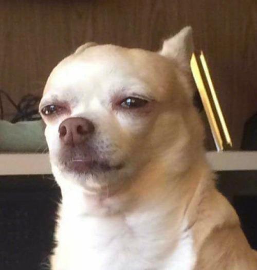 《抖音》谢谢你狗子表情包分享