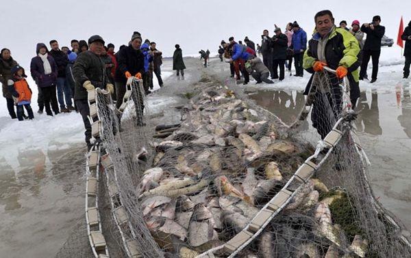 2015年新疆博斯腾湖捕鱼活动头一网捕获15吨
