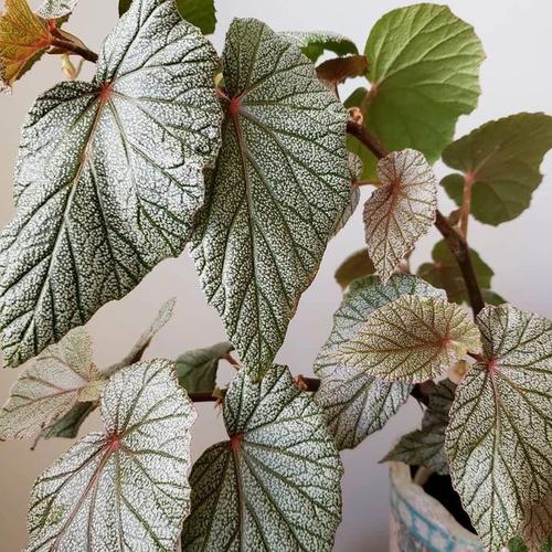 秋海棠的时候,经常忘记浇水,短时间内没有什么新问题,但时间久了叶子