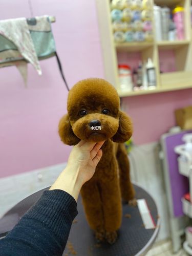 红泰迪美容修剪_泰迪_泰迪怎么样_宠物_狗