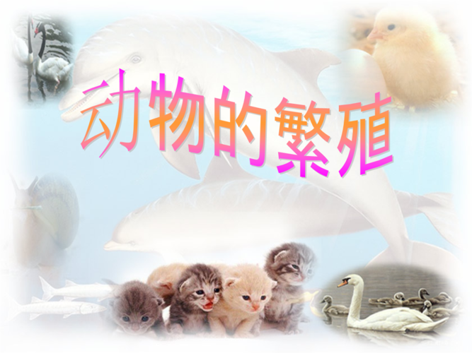 动物的繁殖宋.ppt