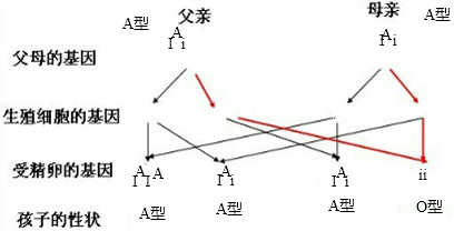 如果夫妇双方的血型均为a型,由显性基因i