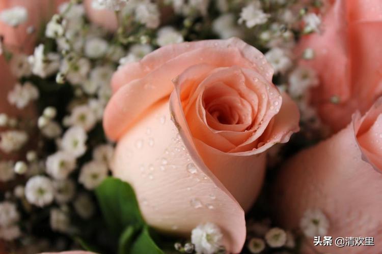 玫瑰花送几朵代表什么意思不同颜色玫瑰花的意义