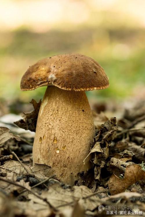 牛肝菌营养美味,但食用菌牛肝菌有很多注意事项,快来