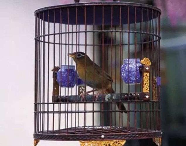 最美中国风 笼鸟文化