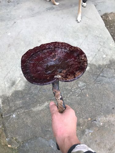 今年采的最大的野生灵芝,就问大不大_灵芝_美食_美食展示_食材展示