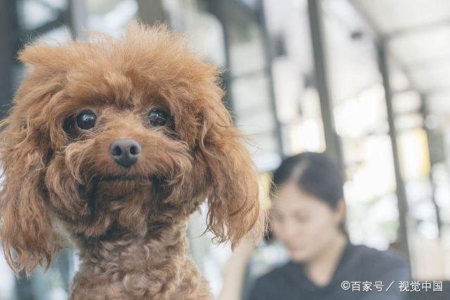 泰迪关心主人的4个表现,这3个信号证明泰迪很爱你,它很在乎主人