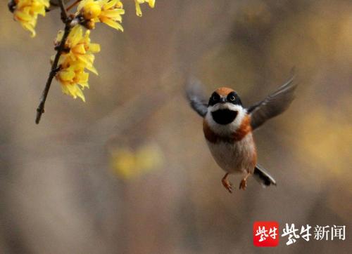南京紫金山上,虎头虎脑"小老虎鸟"现身