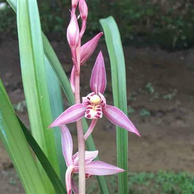 所有分类 传统品种 建兰 色花 红娘5苗1花剑    一口价