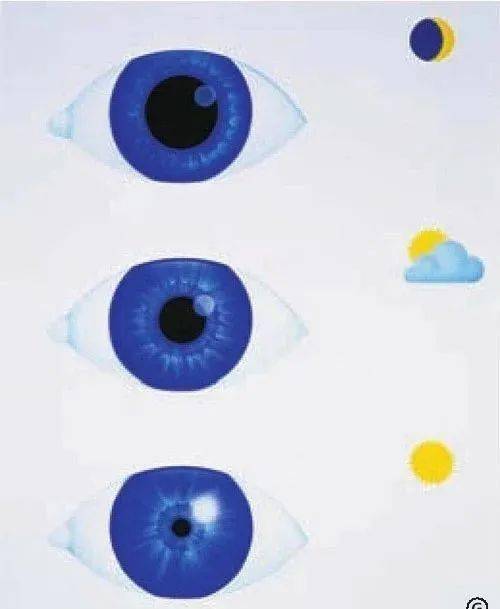 瞳孔也是我们观察全身及眼部疾病的重要生命体征之一.