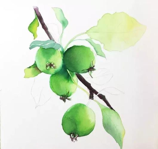 简单小教程 | 水彩海棠果的画法