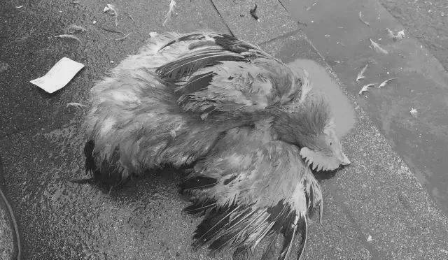 文雅博苑 她在黑灯的房间中无声泪流,罗栩走进来,发现了这个秘密,求问