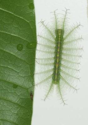 向ta提问  展开全部 尖翅翠蛱蝶cd幼虫