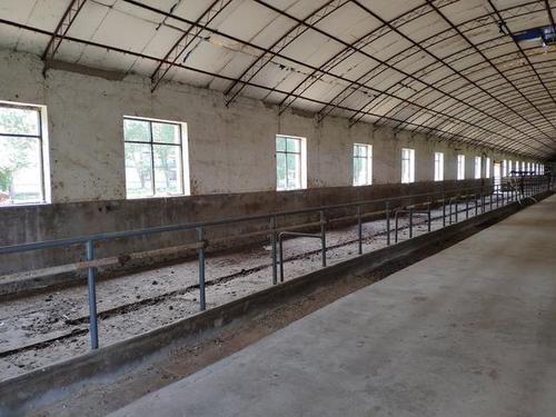 中国农村养牛简易牛棚的建设采用大棚的形式 简单实用成本低为主