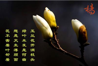 作品征集首届校庆杯玉兰花季主题作品征集通知