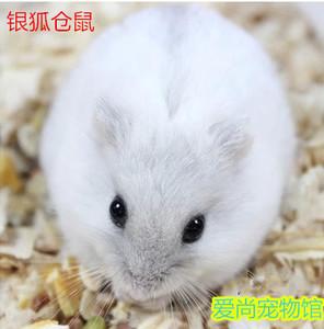 银狐 span class=h>仓鼠 /span>活体宝宝.(银狐紫仓三线)2只免运输盒