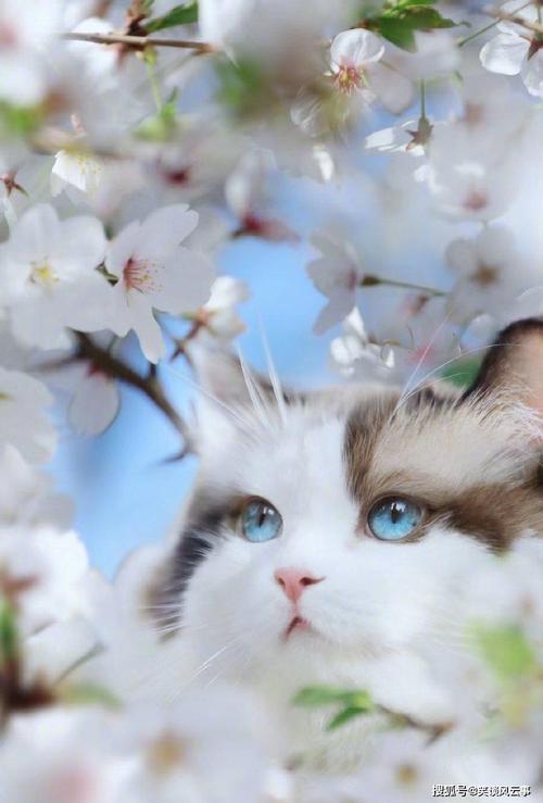 网红猫咪春季赏花,表情动作如同戏精,萌翻了一众网友