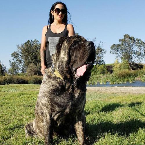 男子培育出世界上最大的狗,身高达1.8米一天要吃掉一只鸡