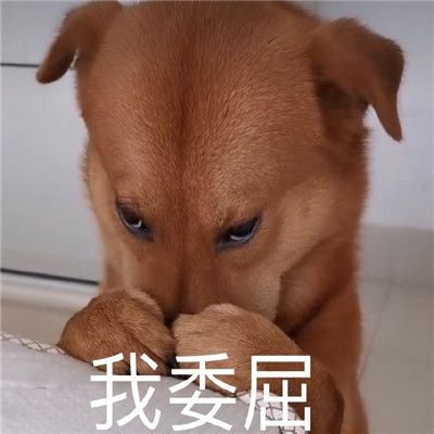 狗狗沙雕表情图片搞笑关于狗的聊天表情包2020