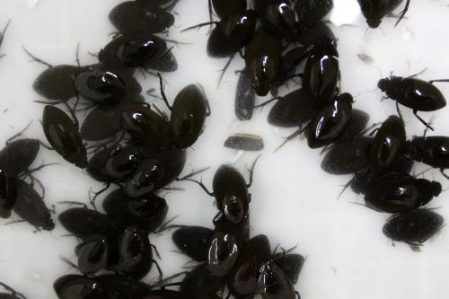 东北话叫俗称老鳖 能吃的.黑色虫子.叫什么了?急求!